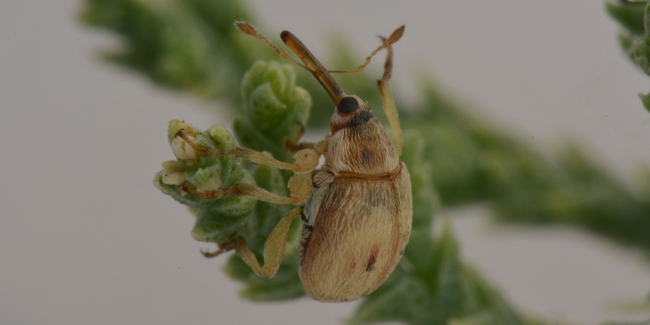 Nanophyidae:  Corimalia sp?   No,  Allomalia quadrivirgata